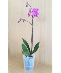 COUBI 12,5 cm vaz. orchidėjoms permatomas